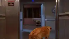 Клиника 4 сезон 25 серия